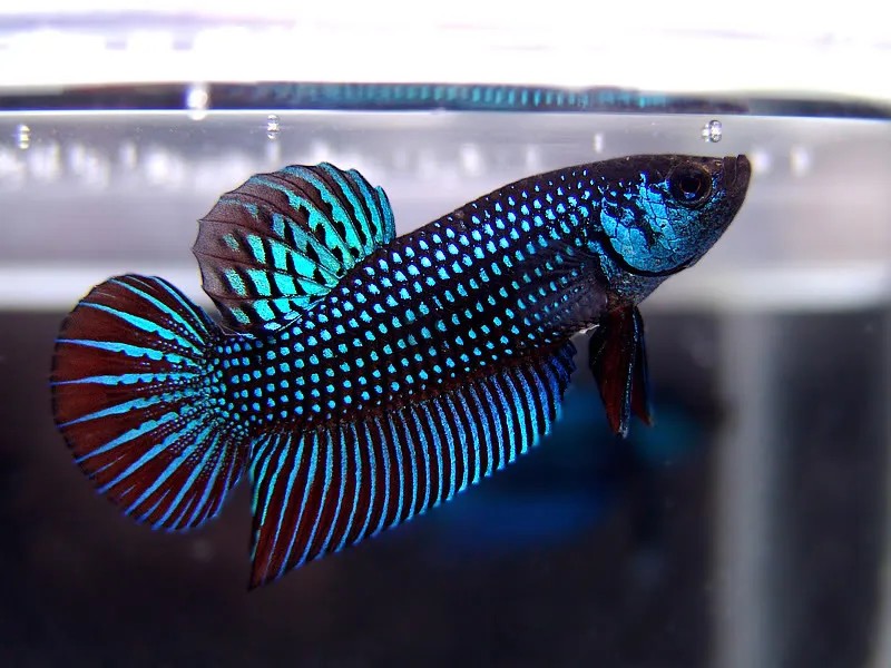 Vẻ đẹp hoang dã, đầy sức sống