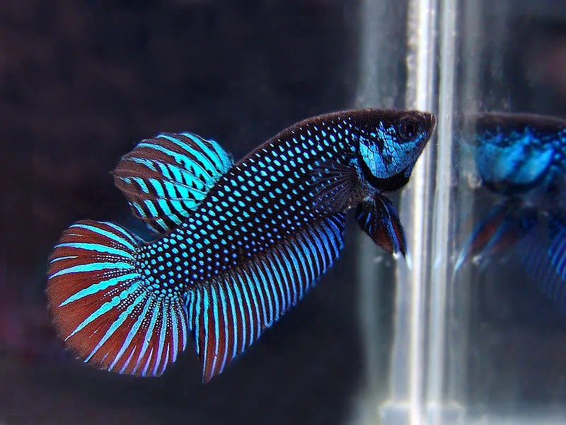 Cá Mahachai bố với ánh kim lấp lánh