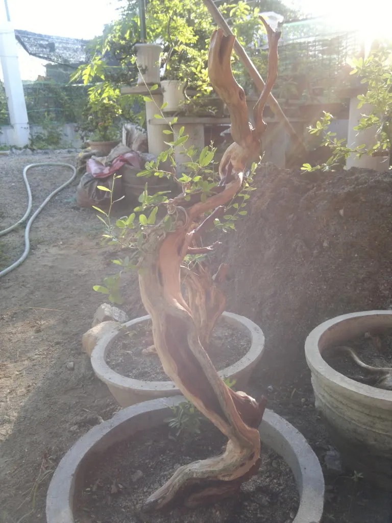 Hai mặt hông của cây linh sam lũa