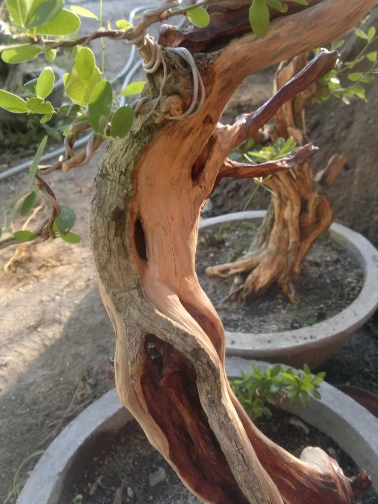 Cận cảnh phần lũa lượn dọc theo thân cây