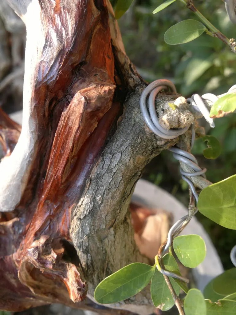 Mảnh "nhũ" tươi trên đường gân cây linh sam