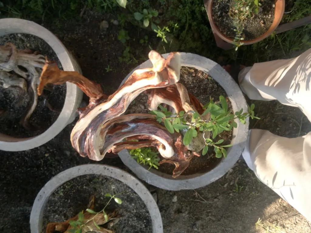 Cận cảnh gốc tàn của cây linh sam