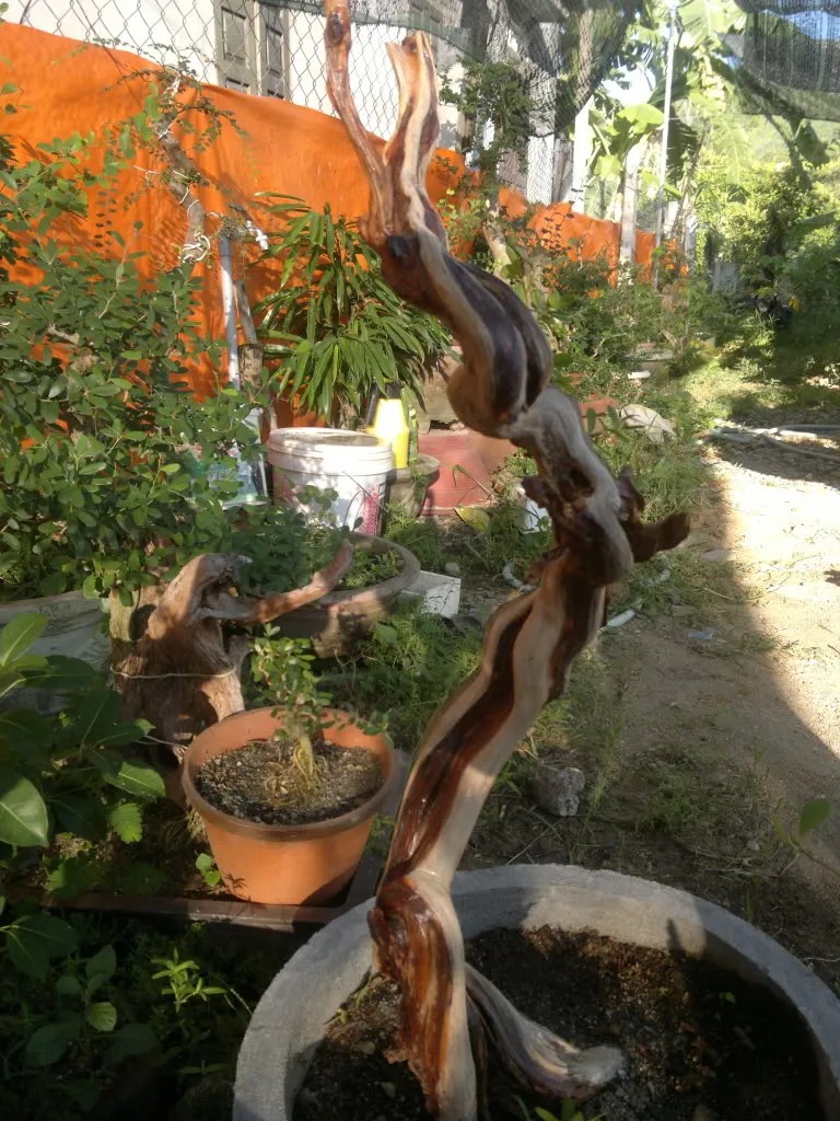 Toàn cảnh cây linh sam nhìn từ trên xuống