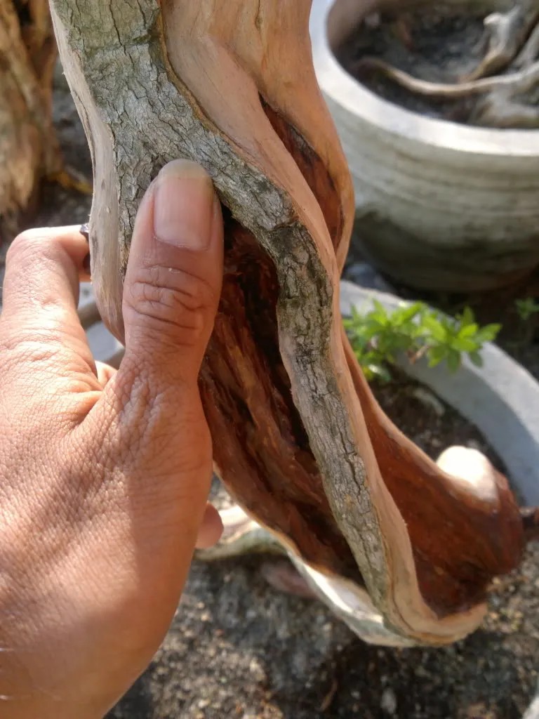 Chi tiết phần thân cây còn sống với mạch sống nhỏ