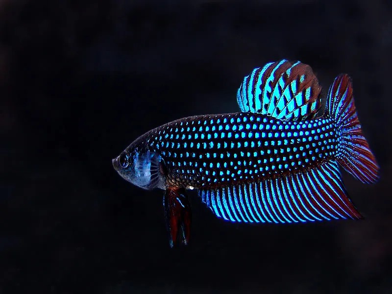 Bộ vây xòe rộng đầy ấn tượng