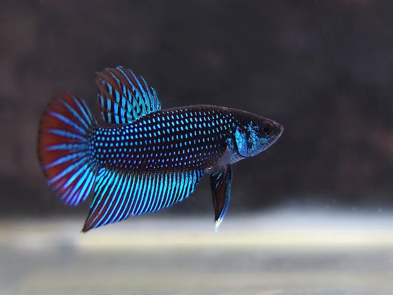 Sự tương phản màu sắc tạo nên nét độc đáo