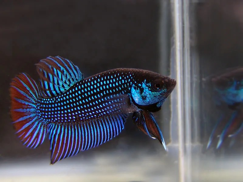 Vẻ đẹp mượt mà và óng ả