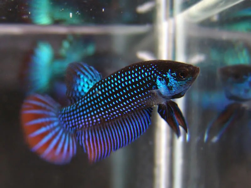 Khuôn mặt biểu cảm và đôi mắt sắc sảo