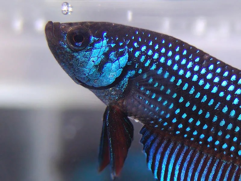 Tổng thể vẻ đẹp hoang dã của cá Mahachai