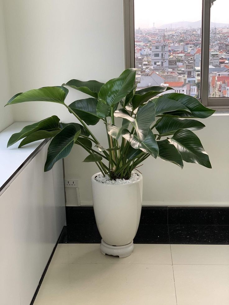 Cây trầu bà đế vương xanh với lá xanh đậm bóng mượt