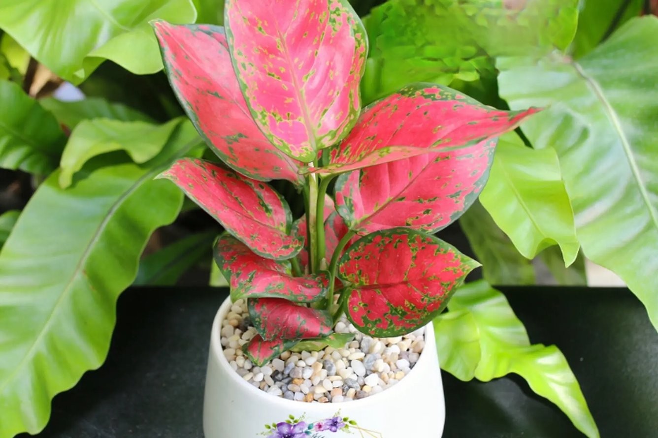 Cây Vạn Lộc với lá đỏ hồng thuộc hành Hỏa, mang ý nghĩa tài lộc sung túc