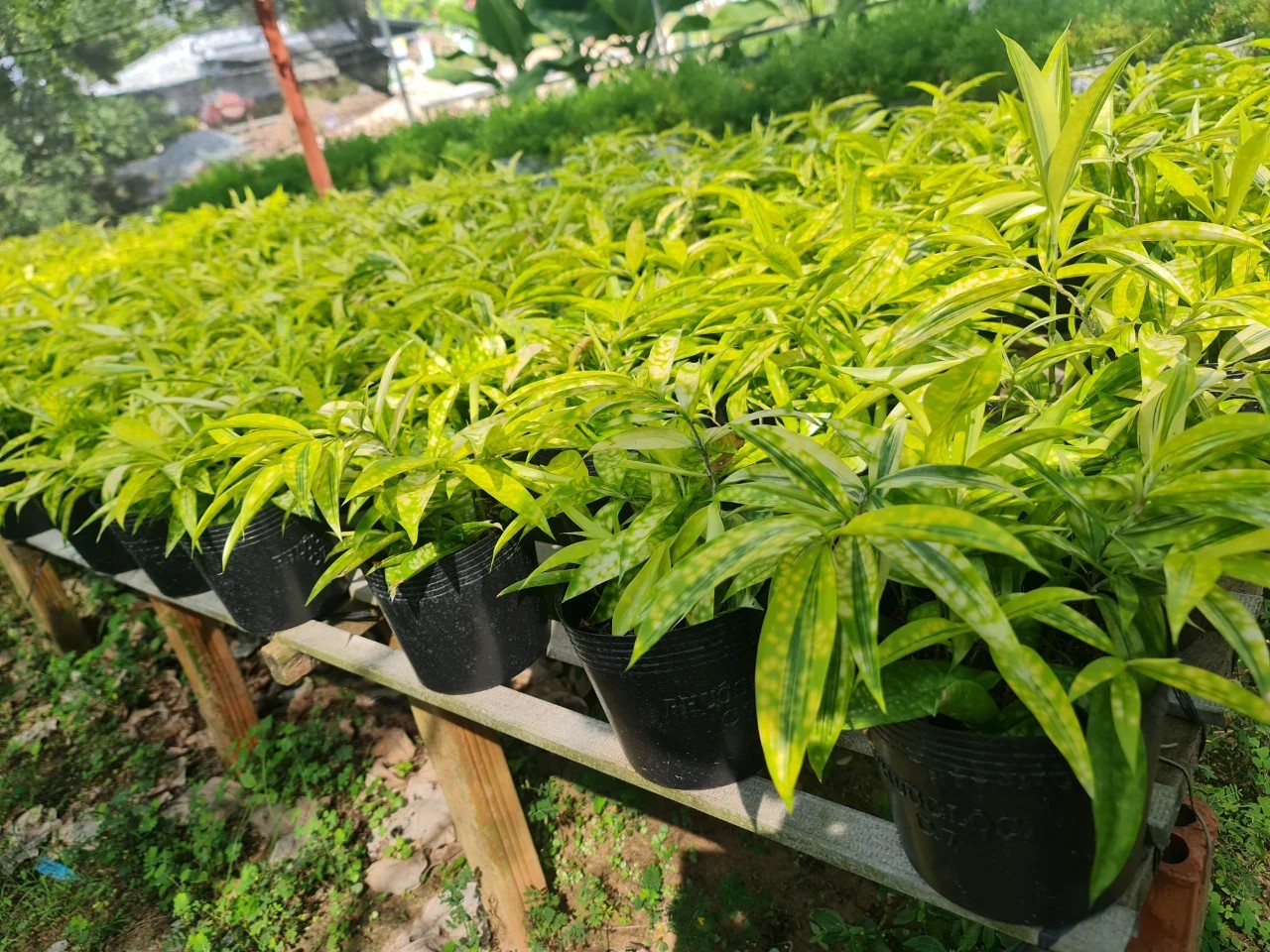 Trúc Nhật Vàng với sắc vàng hành Thổ, mang lại sự bình an cho người tuổi Kỷ Dậu