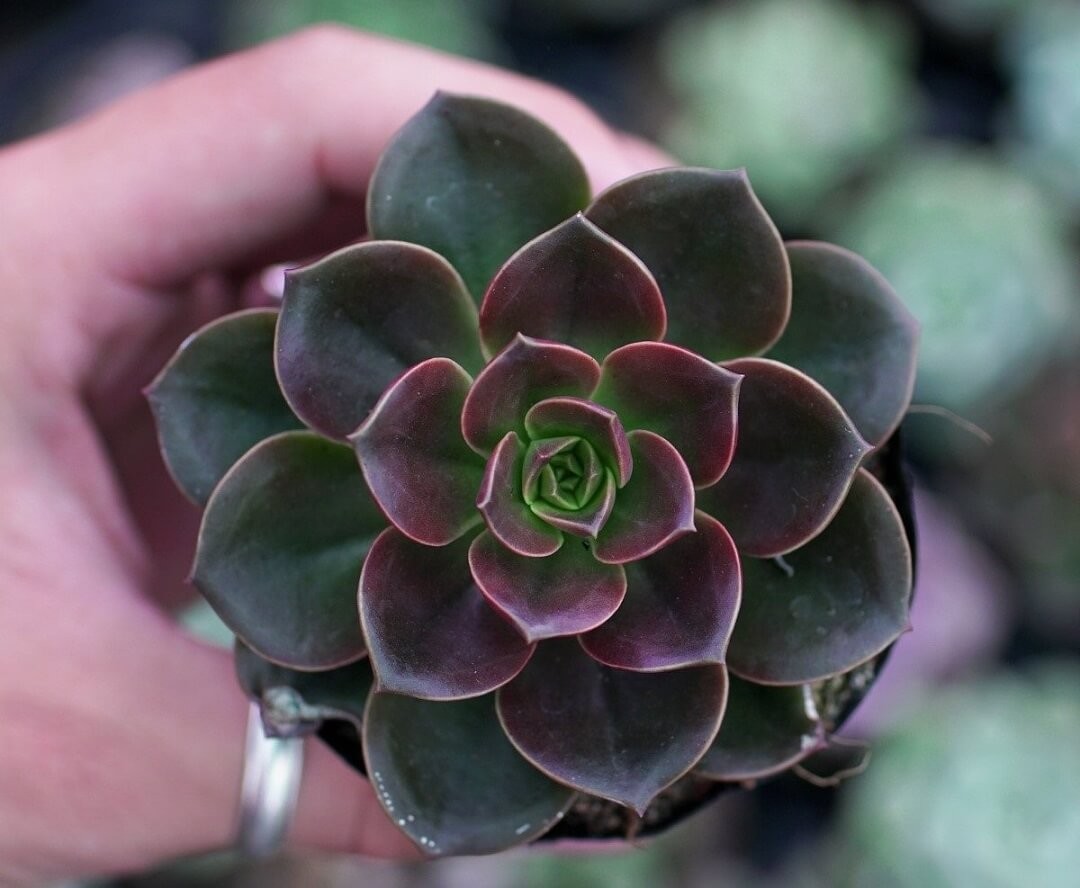 Sen Đá Nâu với màu nâu đất thuộc hành Thổ, mang lại sự vững chãi