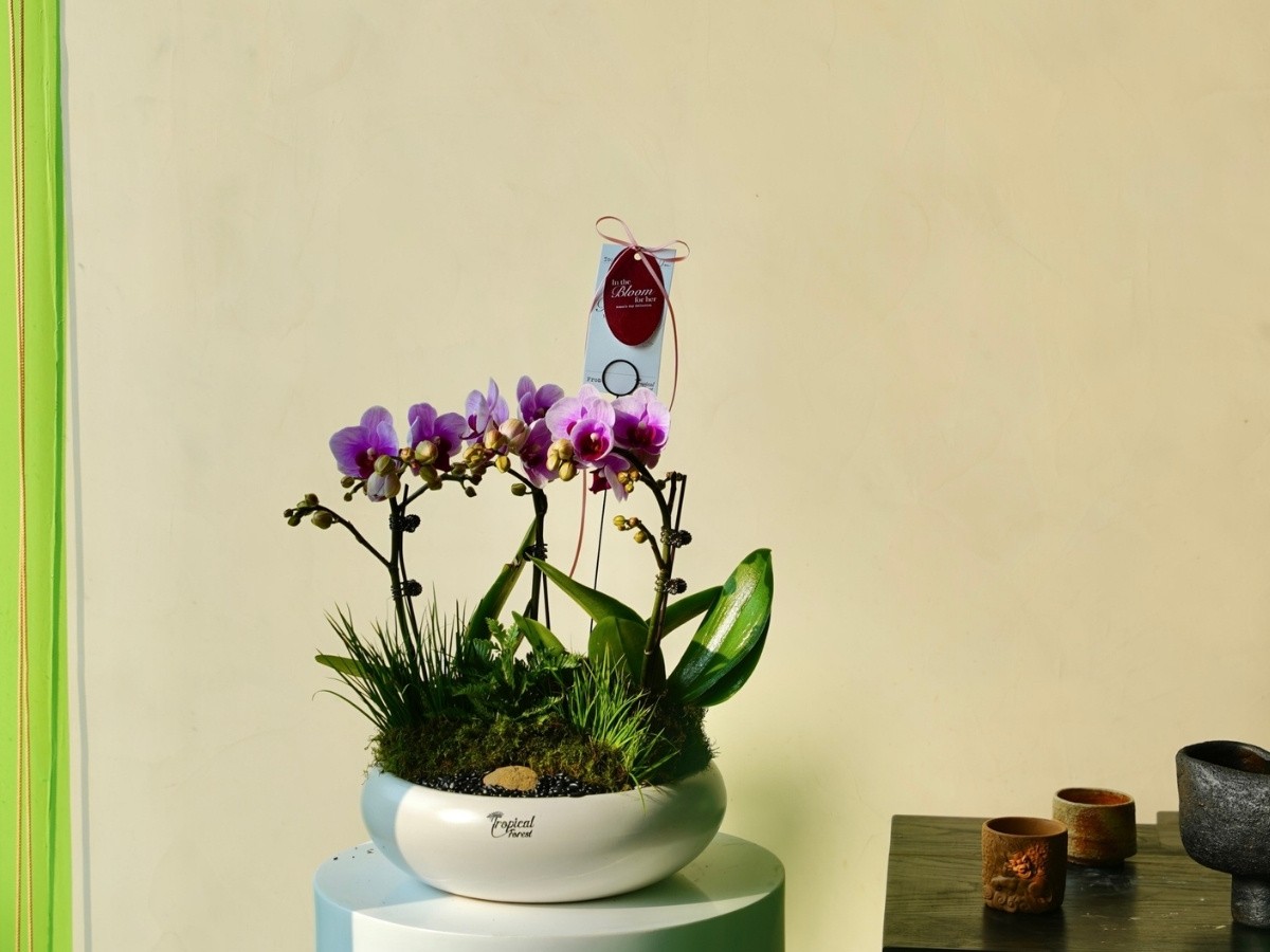 Cây xanh nhận ánh sáng tự nhiên, được chăm sóc kỹ và nạp năng lượng