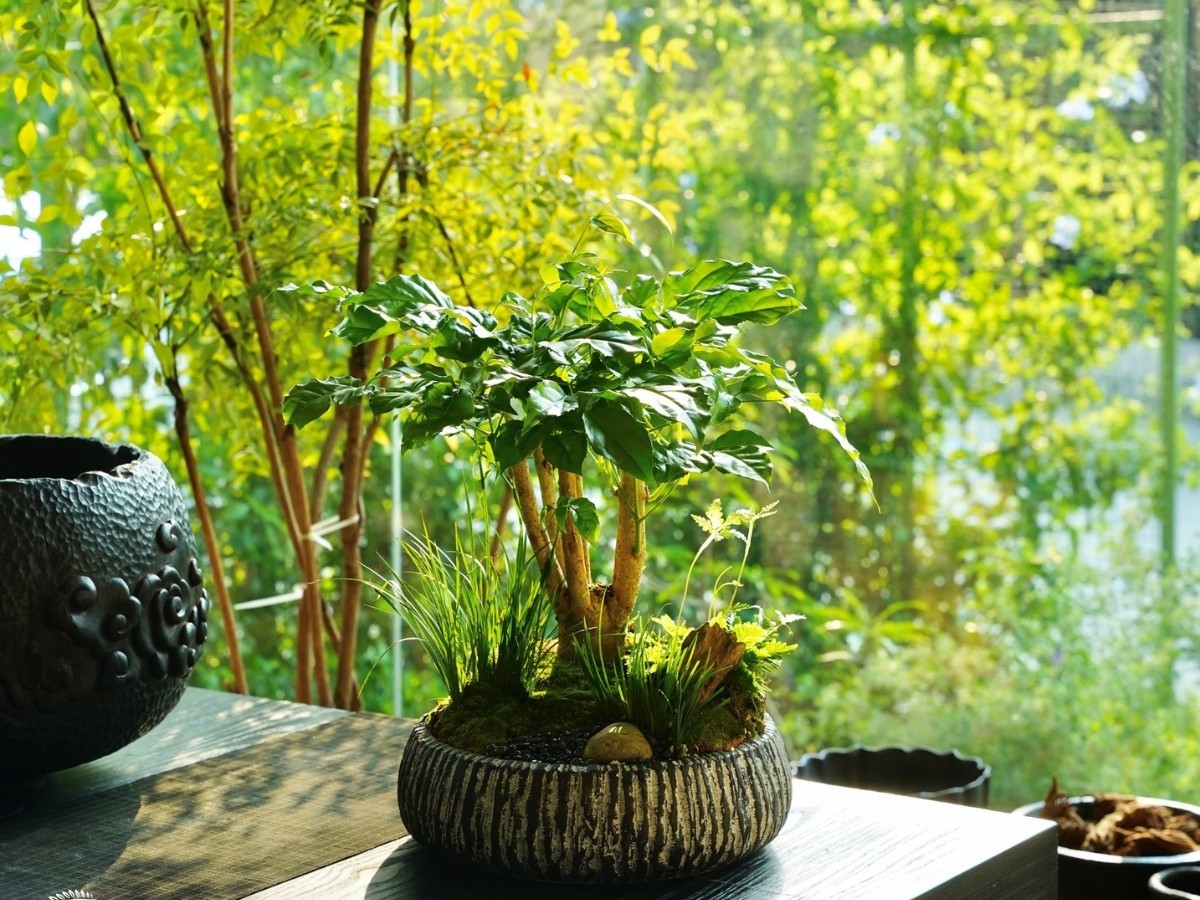 Bàn làm việc gần máy tính với cây lá rộng giúp cân bằng năng lượng