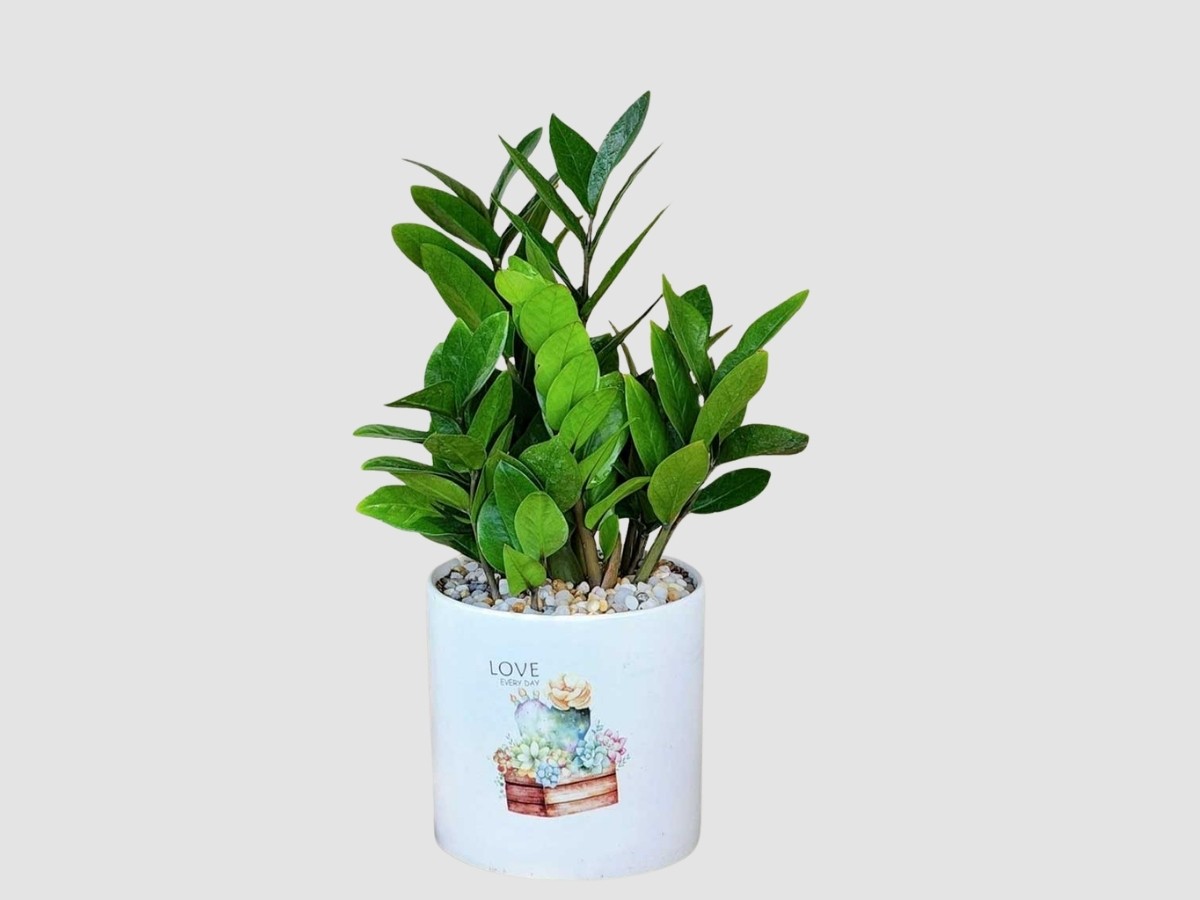 Cây Kim Tiền mini bóng đẹp trên bàn làm việc trong văn phòng