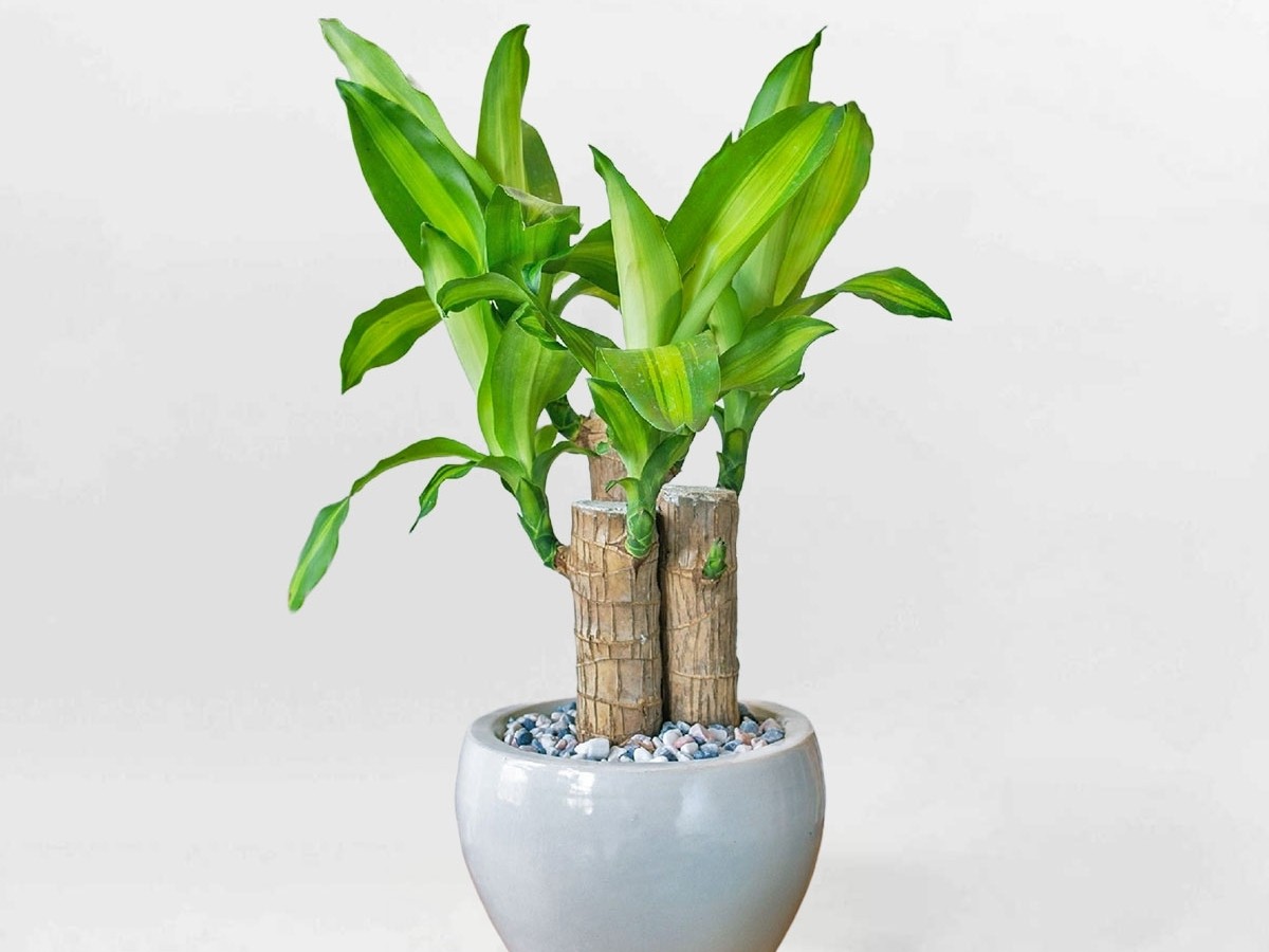 Cây Phát Tài nhỏ gọn, lá xanh sắc vàng bảo vệ may mắn