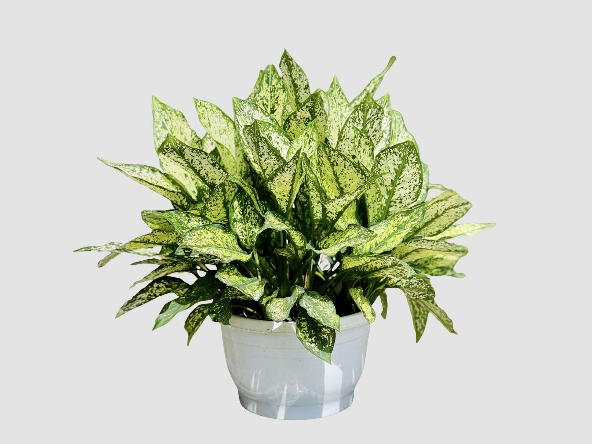 Cây Ngọc Ngân lá trắng xanh đốm bạc, mang bình yên tâm hồn