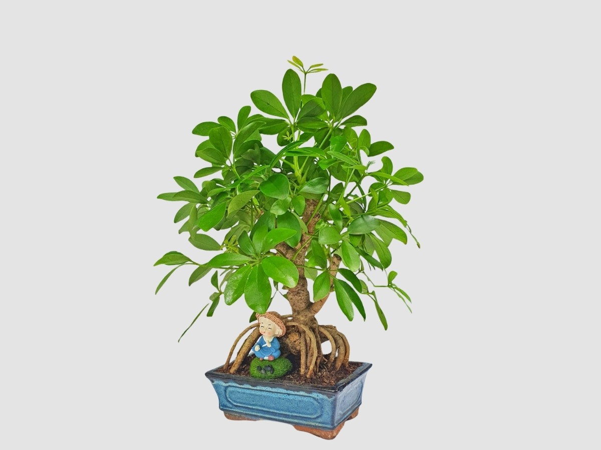 Cây Ngũ Gia Bì bonsai nhỏ xinh hỗ trợ, cải thiện sức khỏe dồi dào