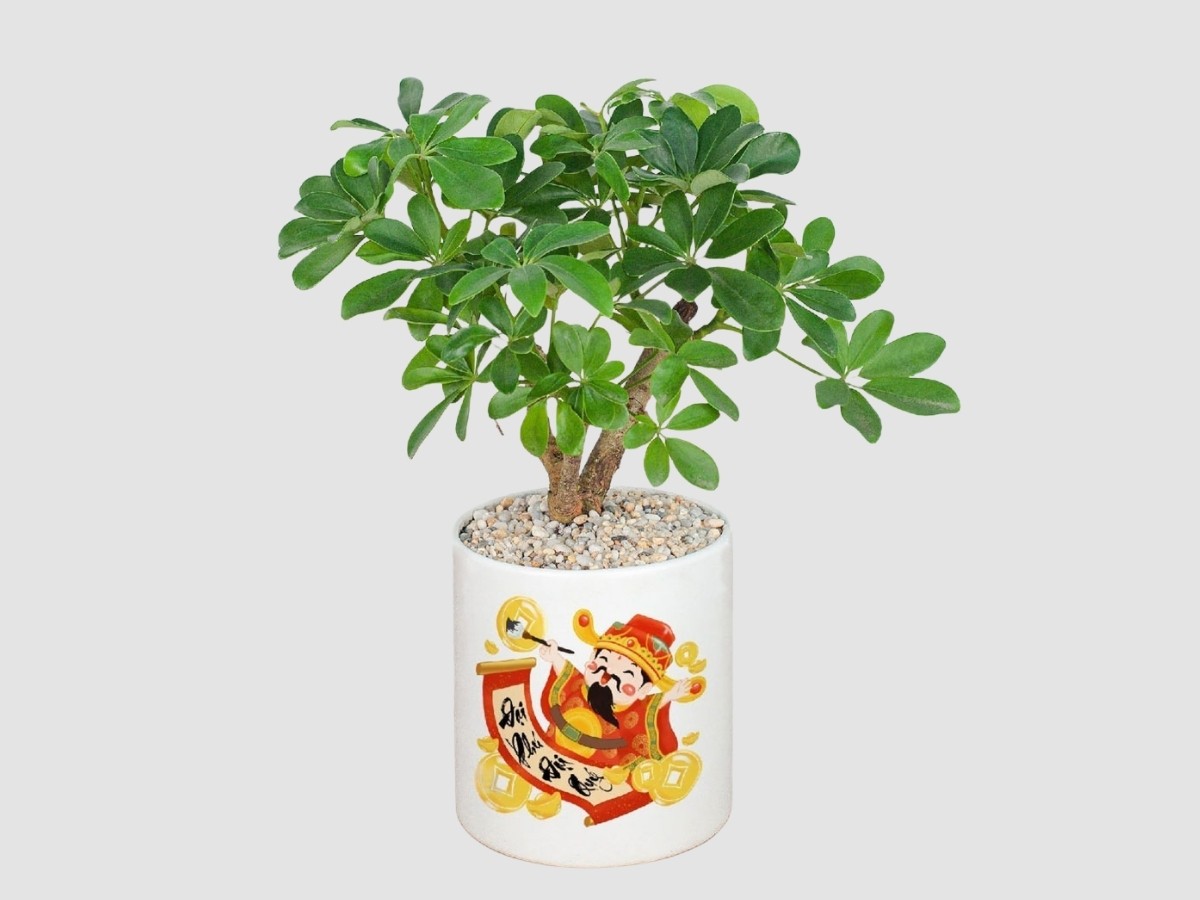 So sánh cây xanh hợp mệnh với cây đỏ/đất tương khắc với Mộc