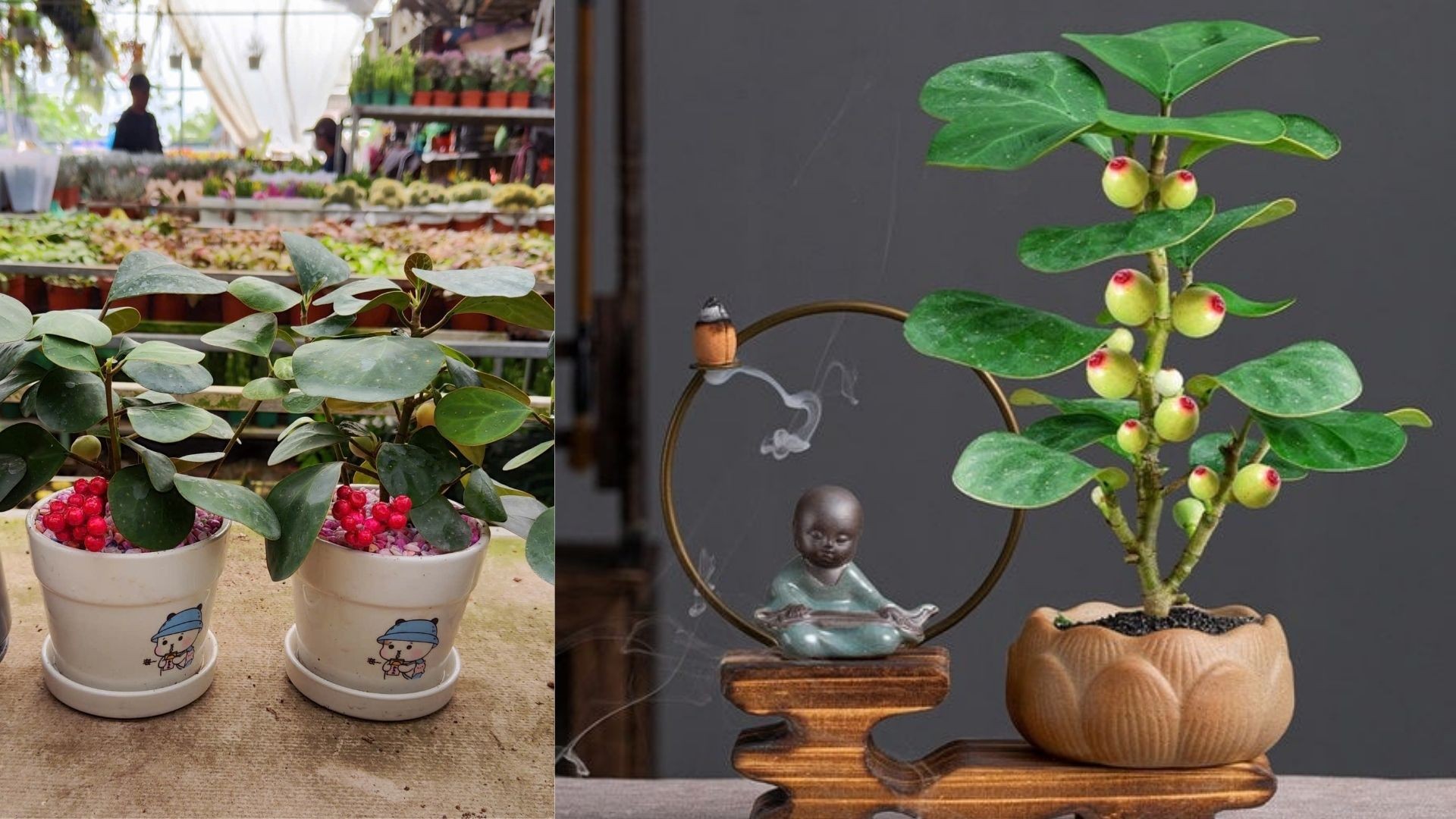 Cây Tiểu Bồ Đề được đặt trên bàn làm việc, mang lại cảm giác thư thái và tập trung.