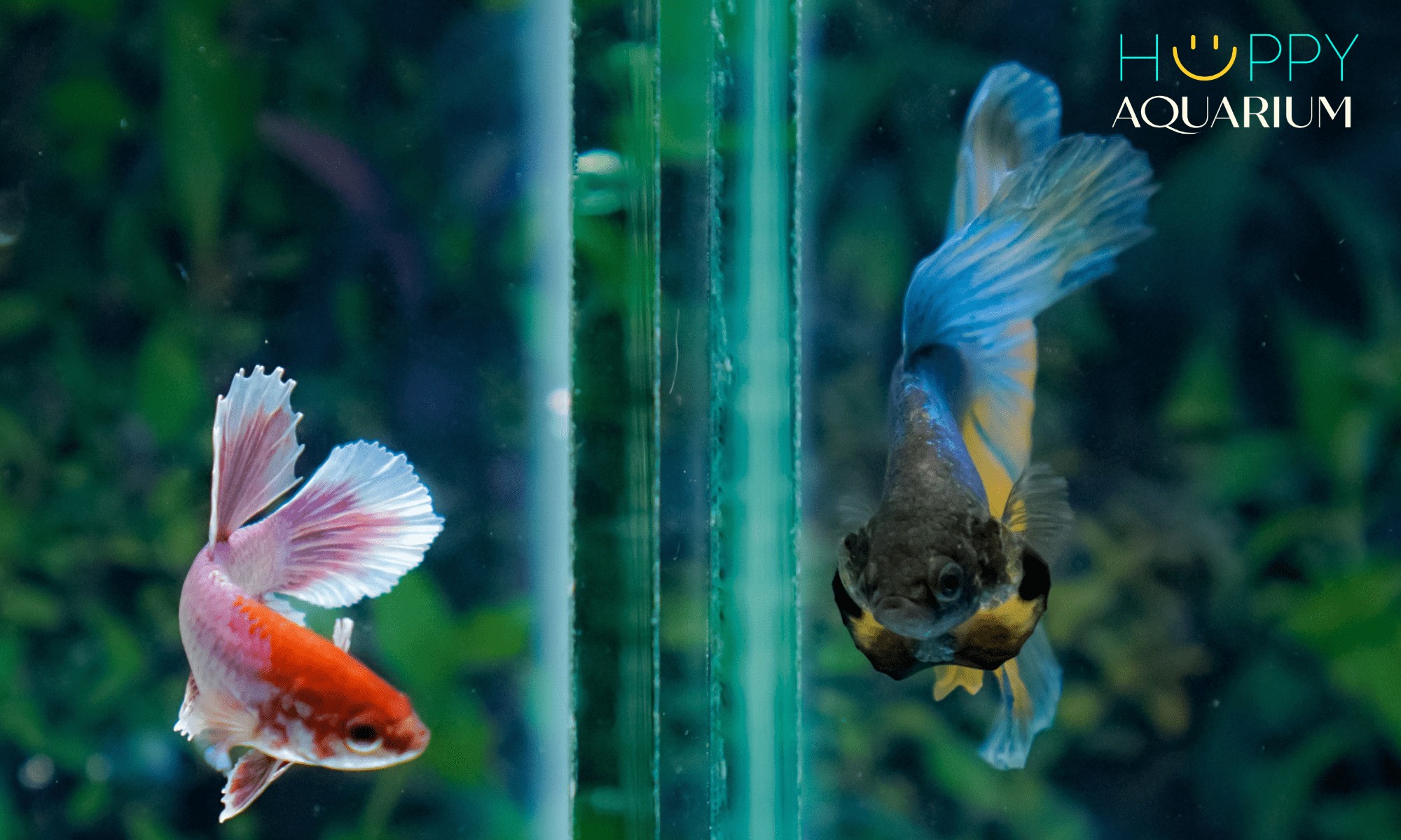 Cá betta bị bệnh xù vảy với biểu hiện rõ rệt