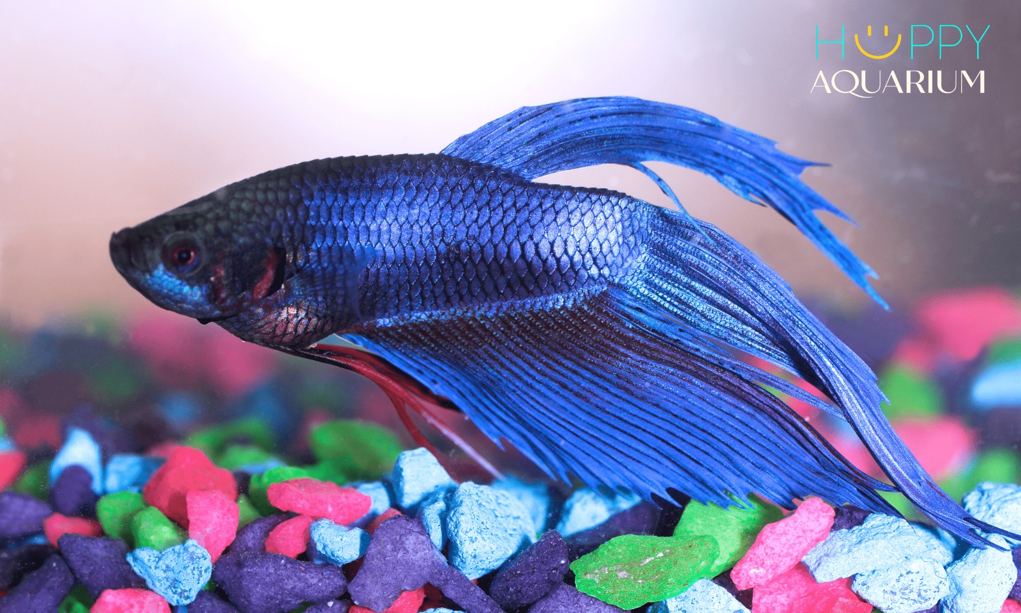 Cá betta với vảy bị xù nhẹ