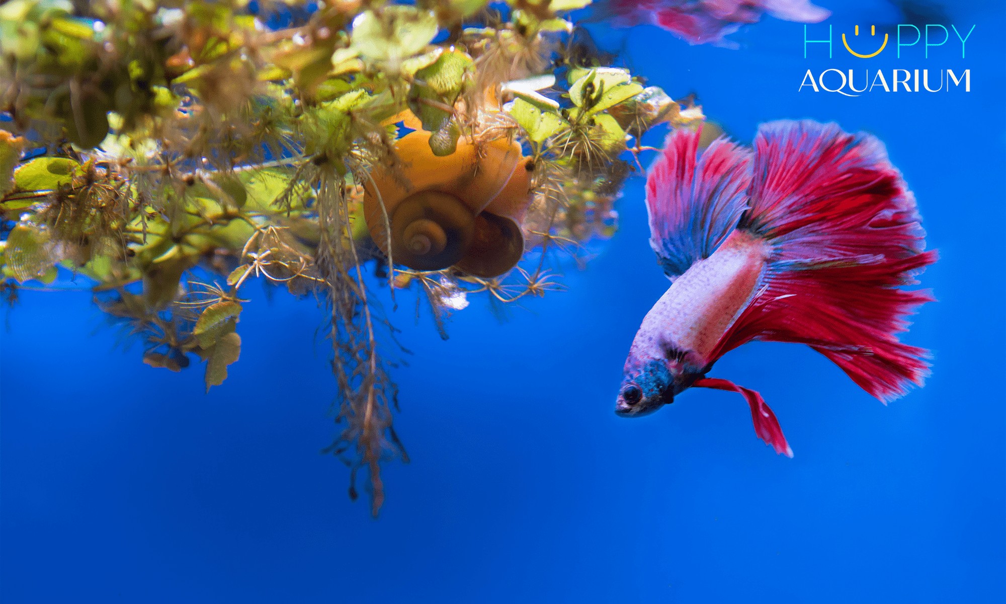 Cá betta trong bể điều trị với thuốc