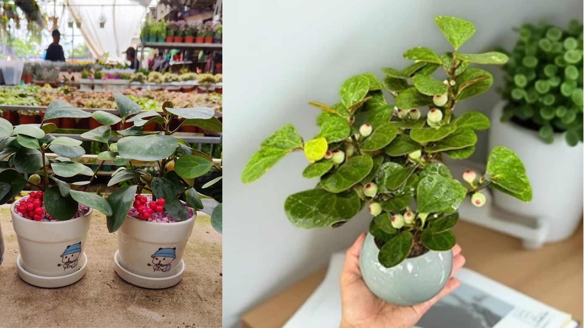 Thực hiện các bước trồng và chăm sóc cây Tiểu Bồ Đề đúng kỹ thuật.