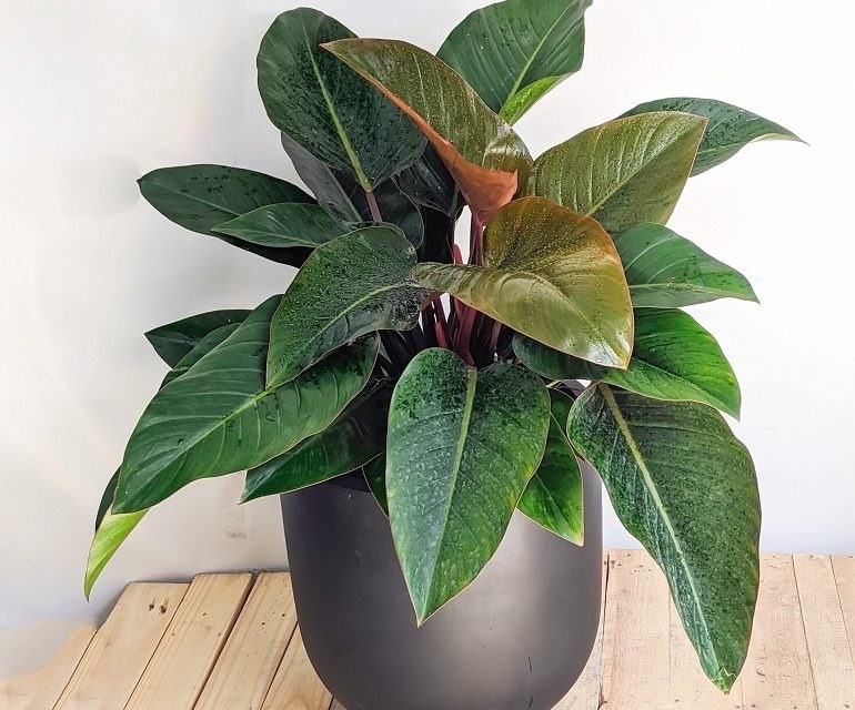 Cây trầu bà đế vương đặt trong không gian làm việc sang trọng