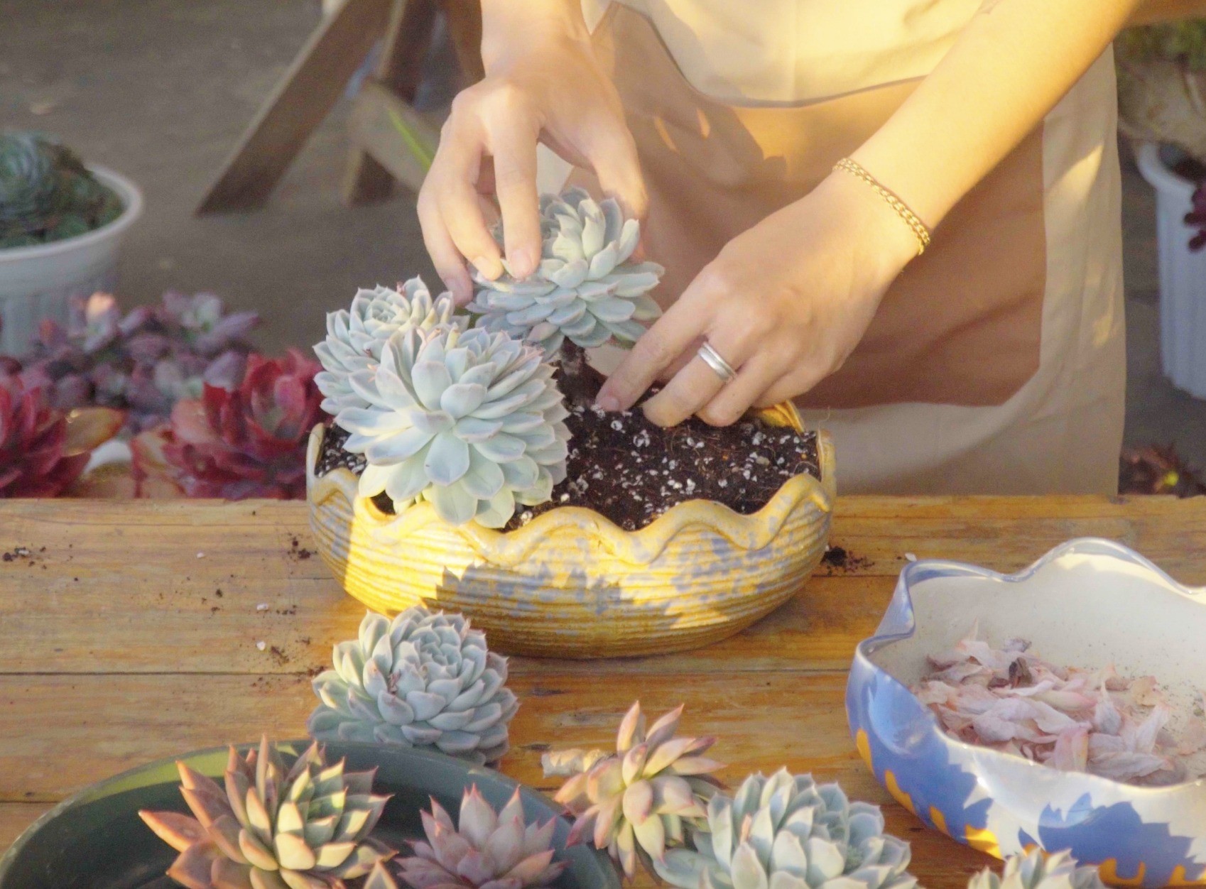 Thay chậu cho sen đá