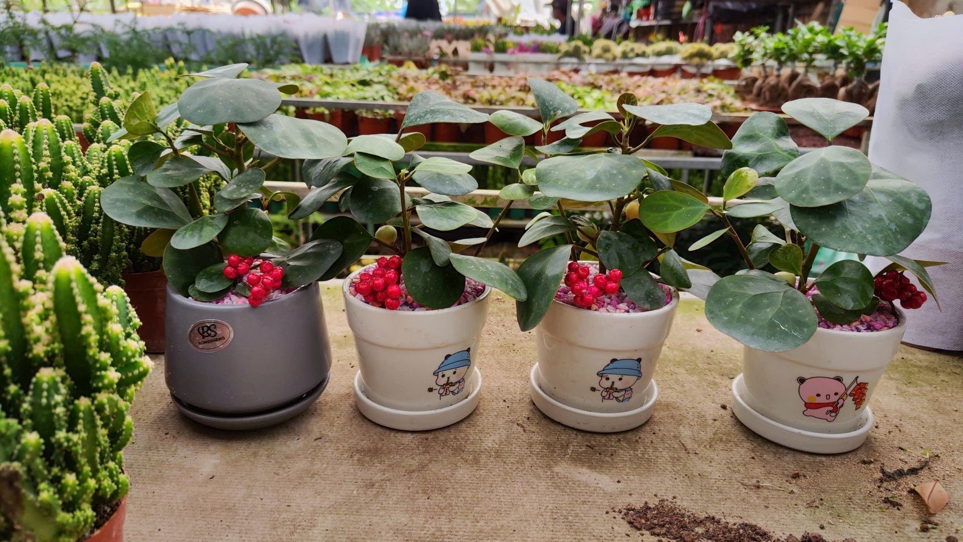 Lá cây Tiểu Bồ Đề với hình trái tim rõ nét và chóp lá kéo dài.