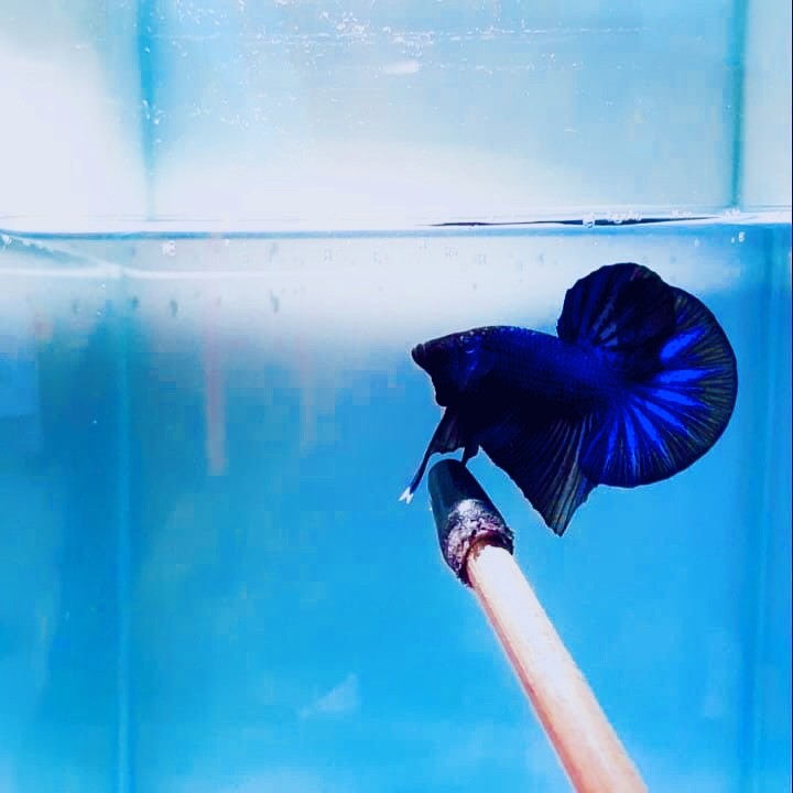 Cá Betta đang tập luyện với một chiếc đũa được đặt trên thành hồ.