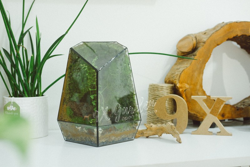 Một terrarium với cây cối mọc um tùm, che lấp tầm nhìn