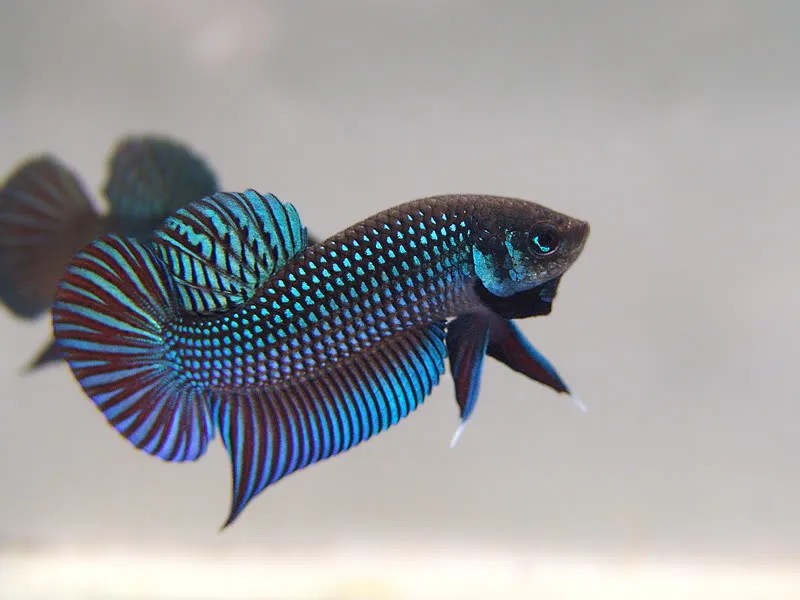 Ông bố Mahachai thứ nhất với bộ vây lộng lẫy