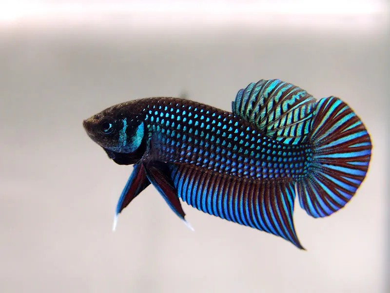 Cận cảnh vẻ đẹp ấn tượng của "ông bố" Mahachai