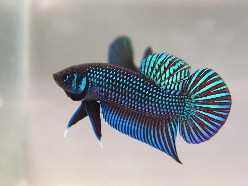 Màu sắc rực rỡ làm nổi bật cá Mahachai