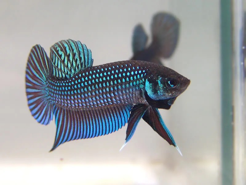 Vẻ đẹp tự nhiên và hoang dã của cá bố