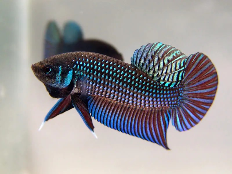 Cận cảnh đôi mắt tinh anh và bộ vây hoàn hảo