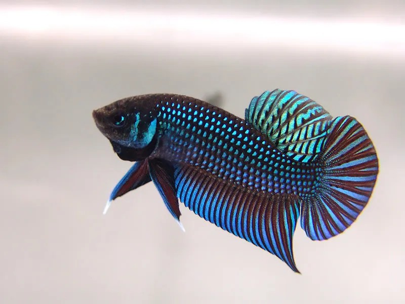 Sự quyến rũ khó cưỡng của cá Mahachai bố