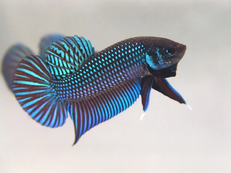 Dáng vẻ mạnh mẽ, khỏe khoắn