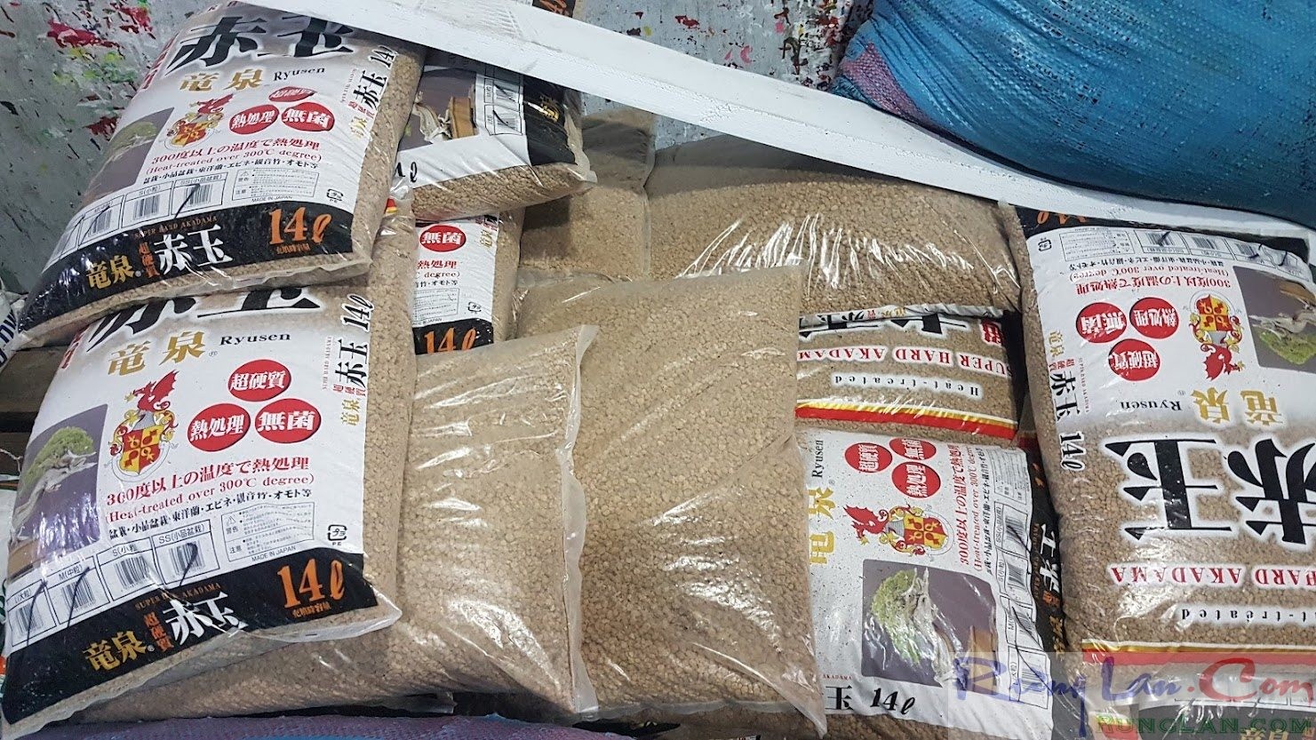 Một chậu cây cảnh được trồng với đá Akadama như lớp nền