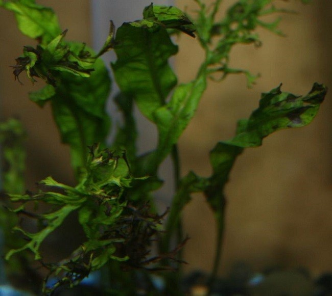 Cá Otto đang ăn rêu trên lá cây thủy sinh