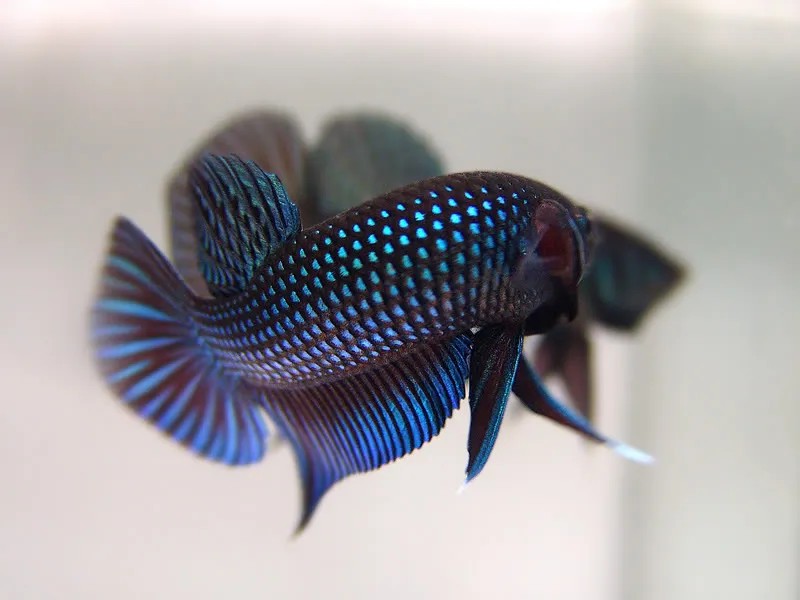 "Ông bố" Mahachai thứ hai với những gam màu khác biệt