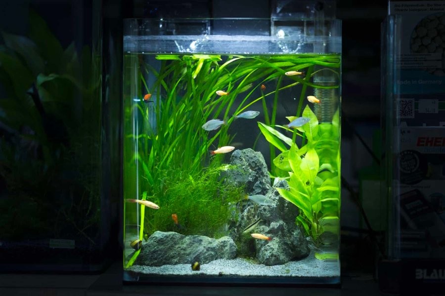 Trồng cây thuỷ sinh cho bể cá mini tự làm