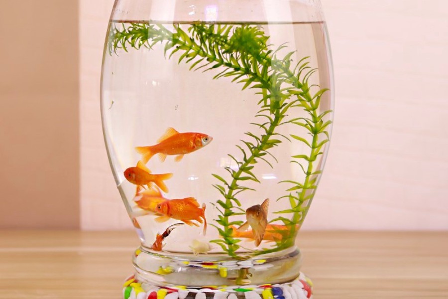 Bể mini tròn kiểu bình ly đẹp, bắt mắt