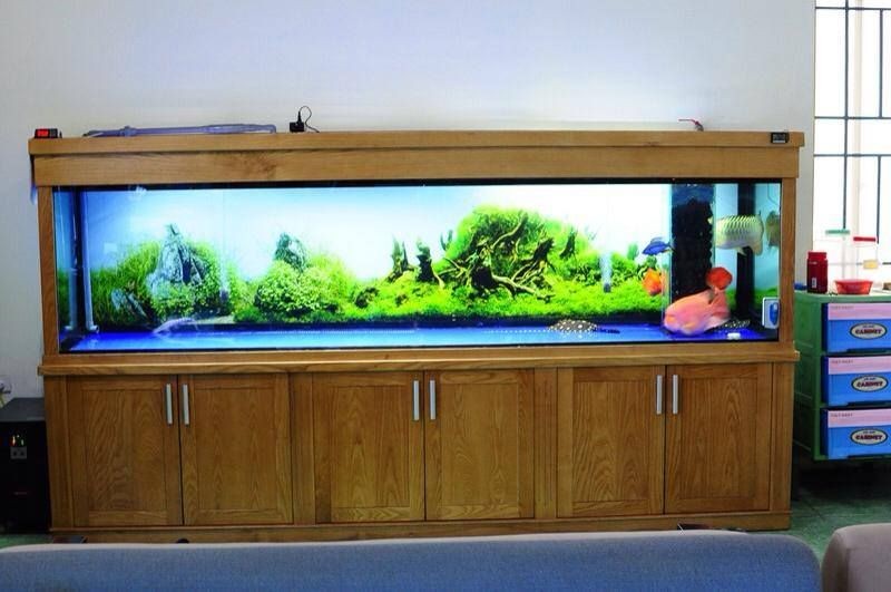 Cận cảnh một bể cá rồng với ánh sáng vàng ấm áp, tạo cảm giác sang trọng