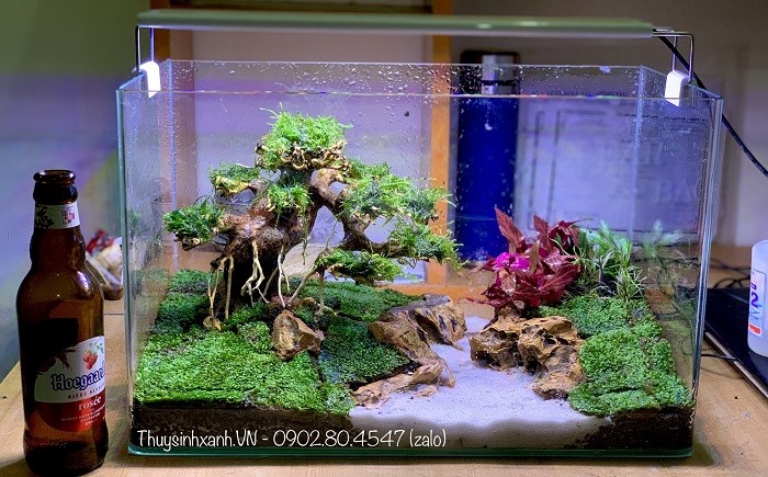 be-ca-thuy-sinh-mini-de-ban