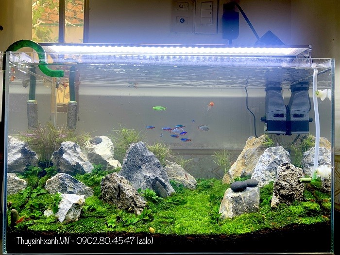 bể cá thuỷ sinh mini để bàn