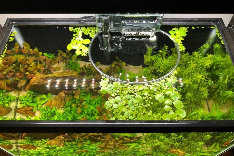 Bèo tấm có thể được kiểm soát sự phát triển bằng ống lọc